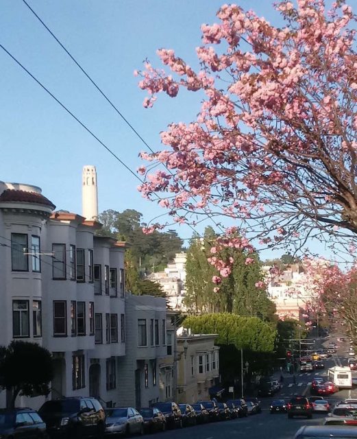 Spring in North Beach